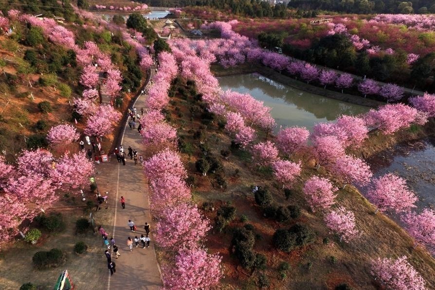 Hoa xuan ruc ro khap Trung Quoc hinh anh