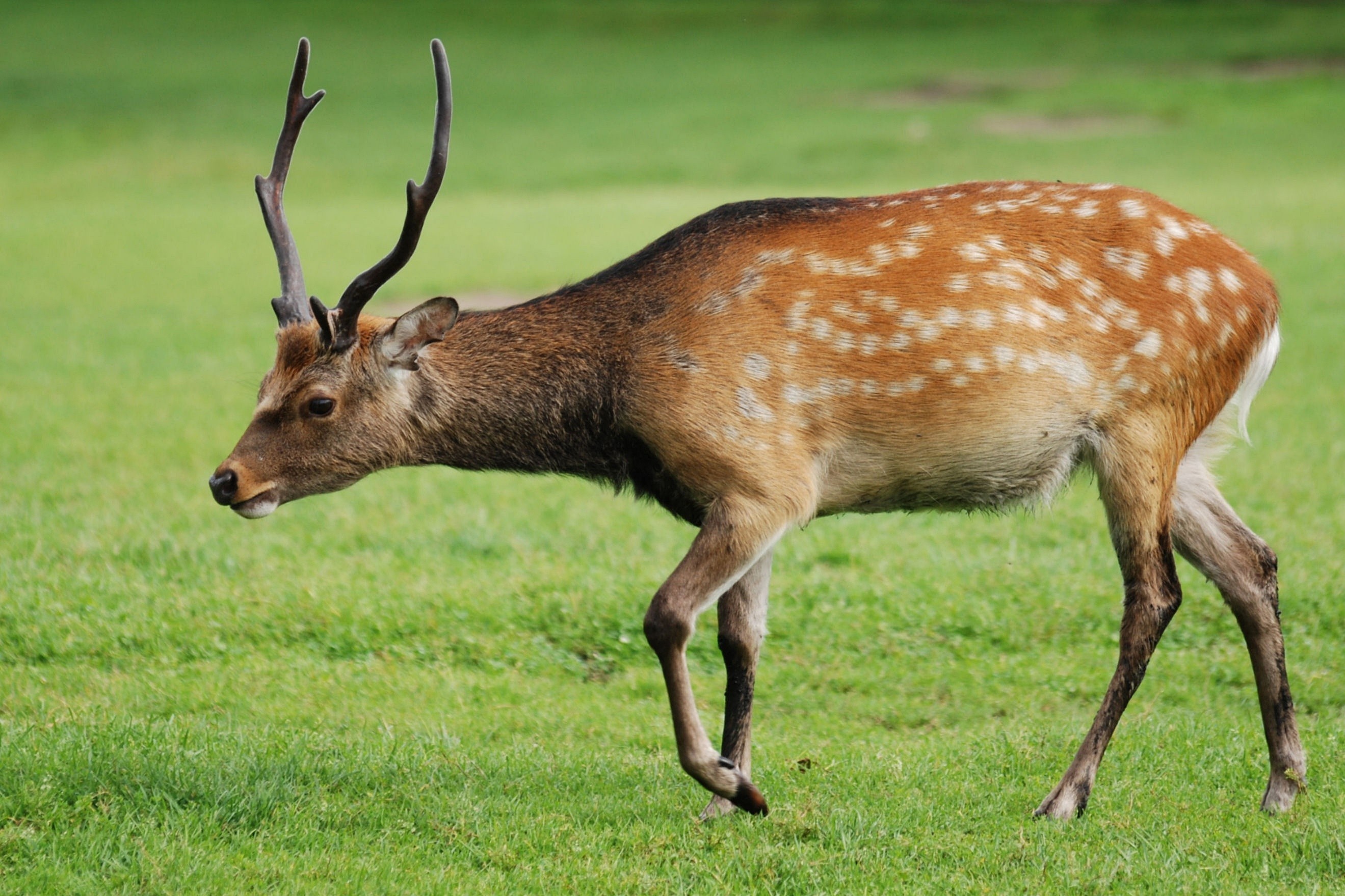 Loai nai quy cua Tay Tang hinh anh