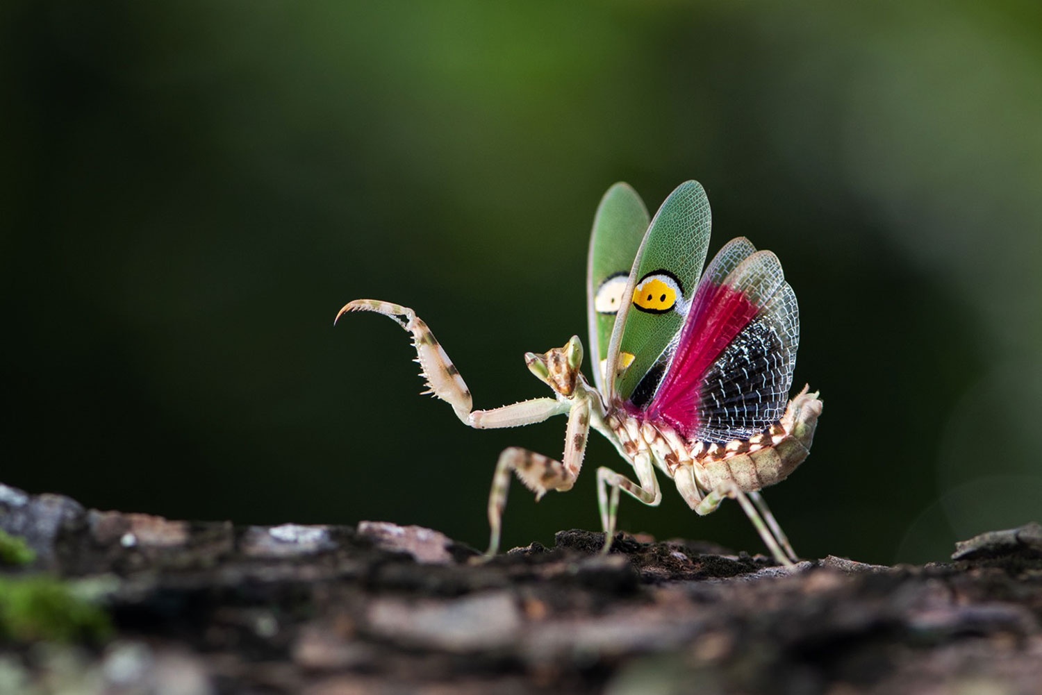 the gioi dong vat anh 3