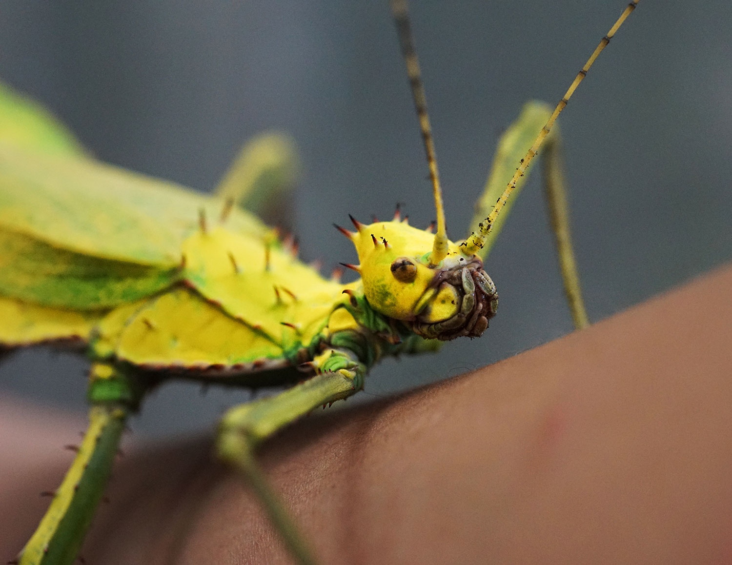 the gioi dong vat anh 6