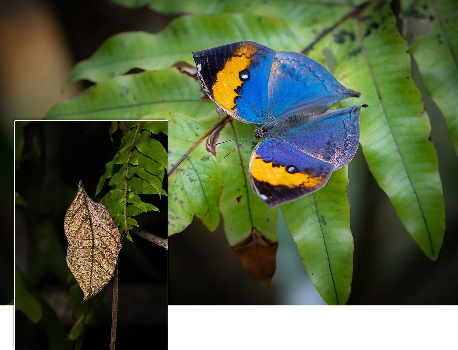 the gioi dong vat anh 9