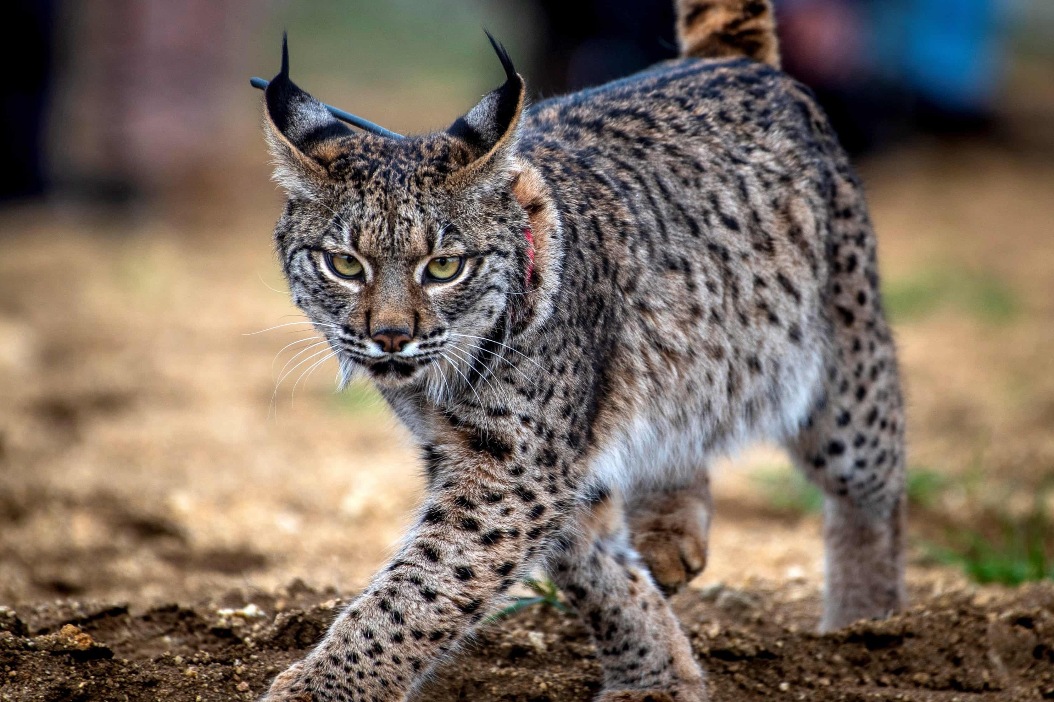 Linh mieu quy hiem vao top anh dong vat hoang da dep nhat tuan hinh anh
