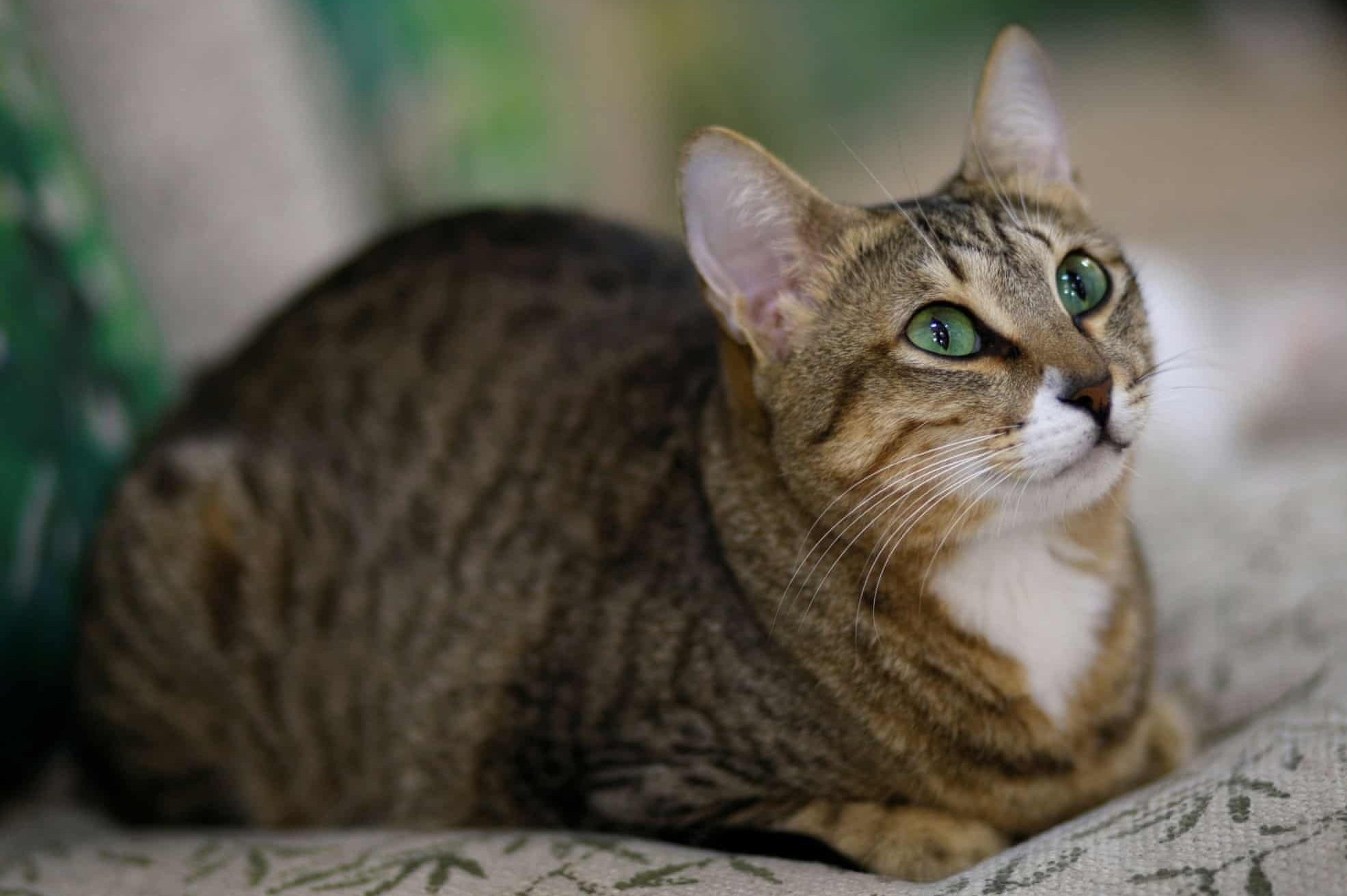 Mai am cho nhung con meo hoang o xu nha giau Dubai hinh anh