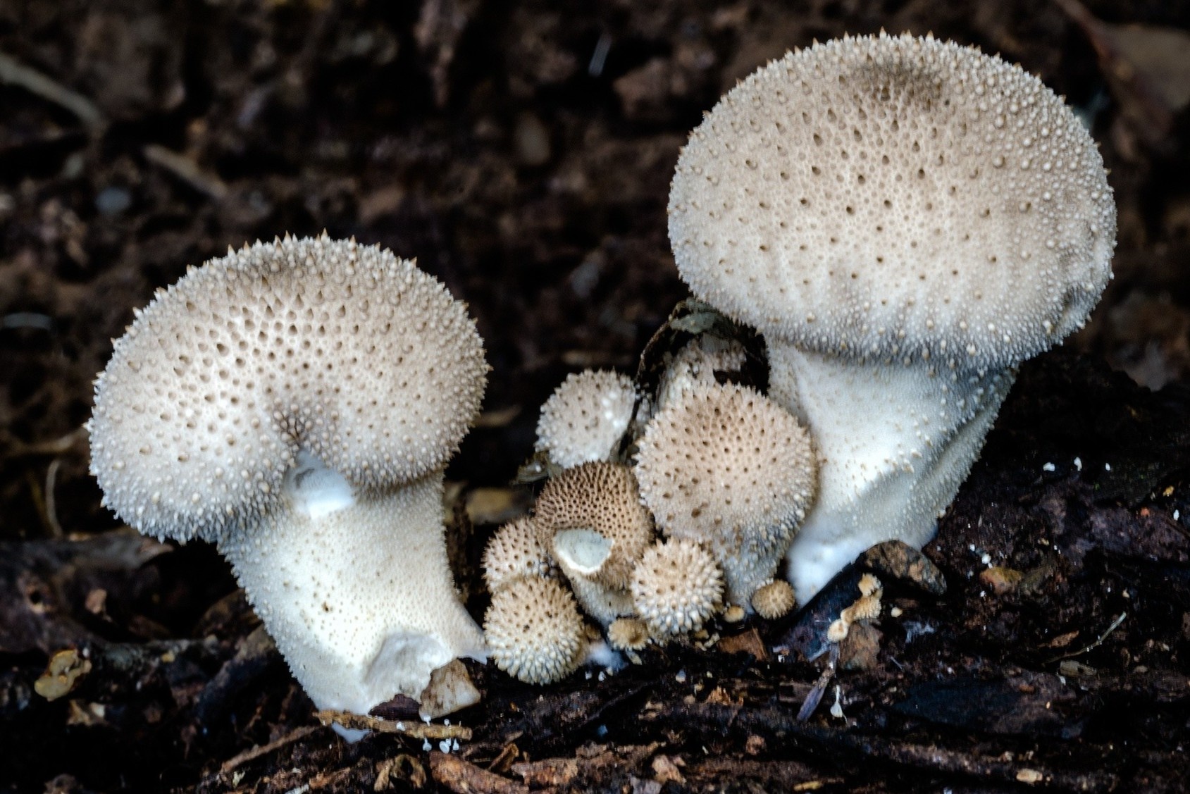 Loai nam xi ra khi gas hinh anh