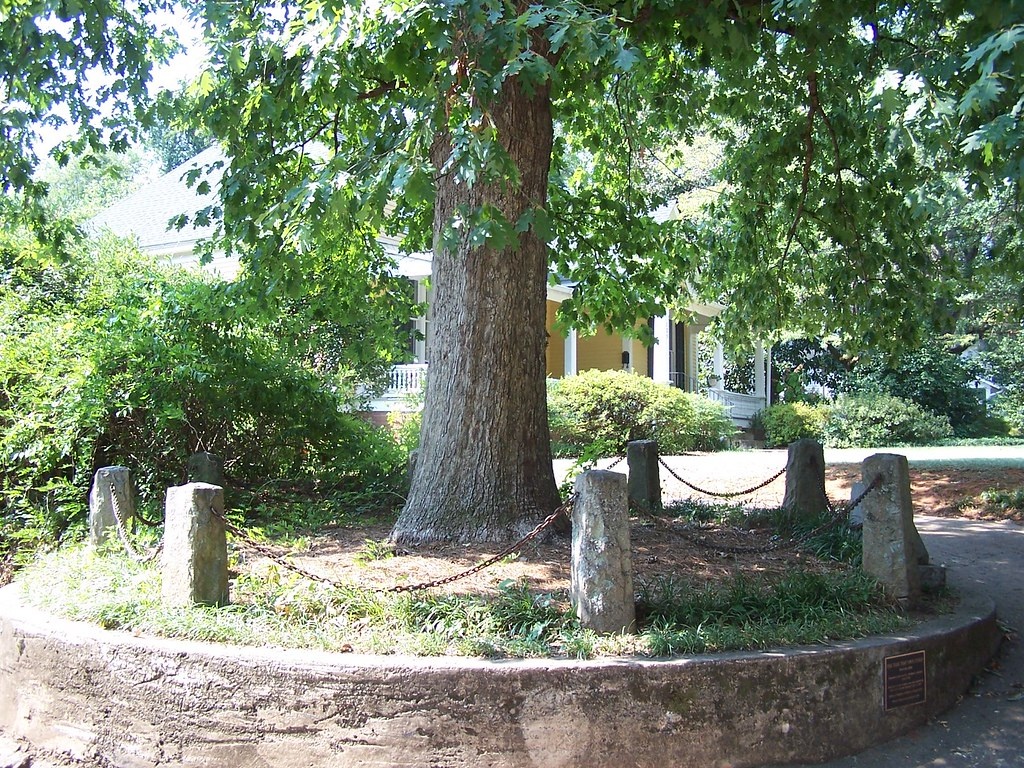 cây cổ thụ ảnh 2 cay co thu anh 2