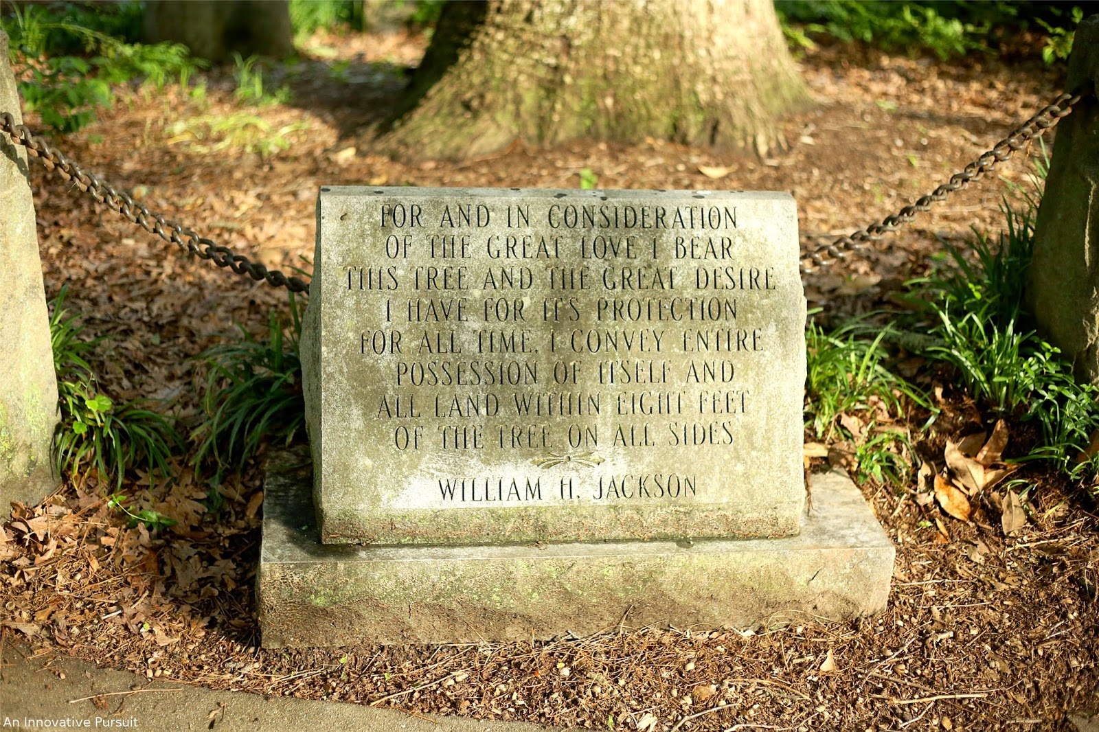 cây cổ thụ ảnh 5 cay co thu anh 5