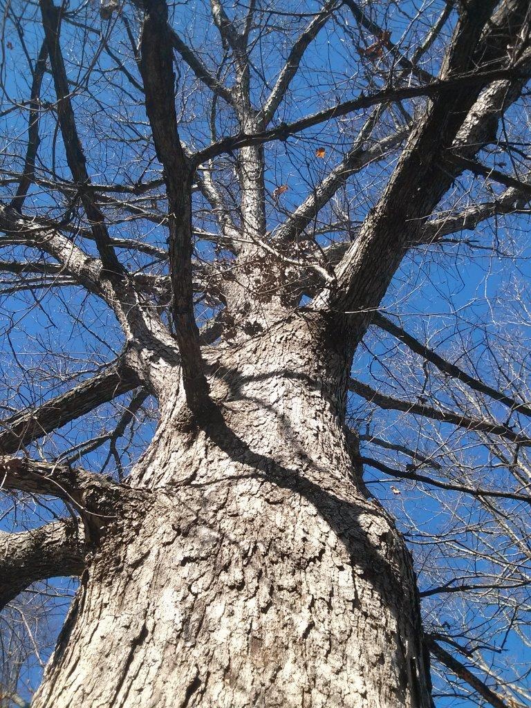 cây cổ thụ ảnh 4 cay co thu anh 4