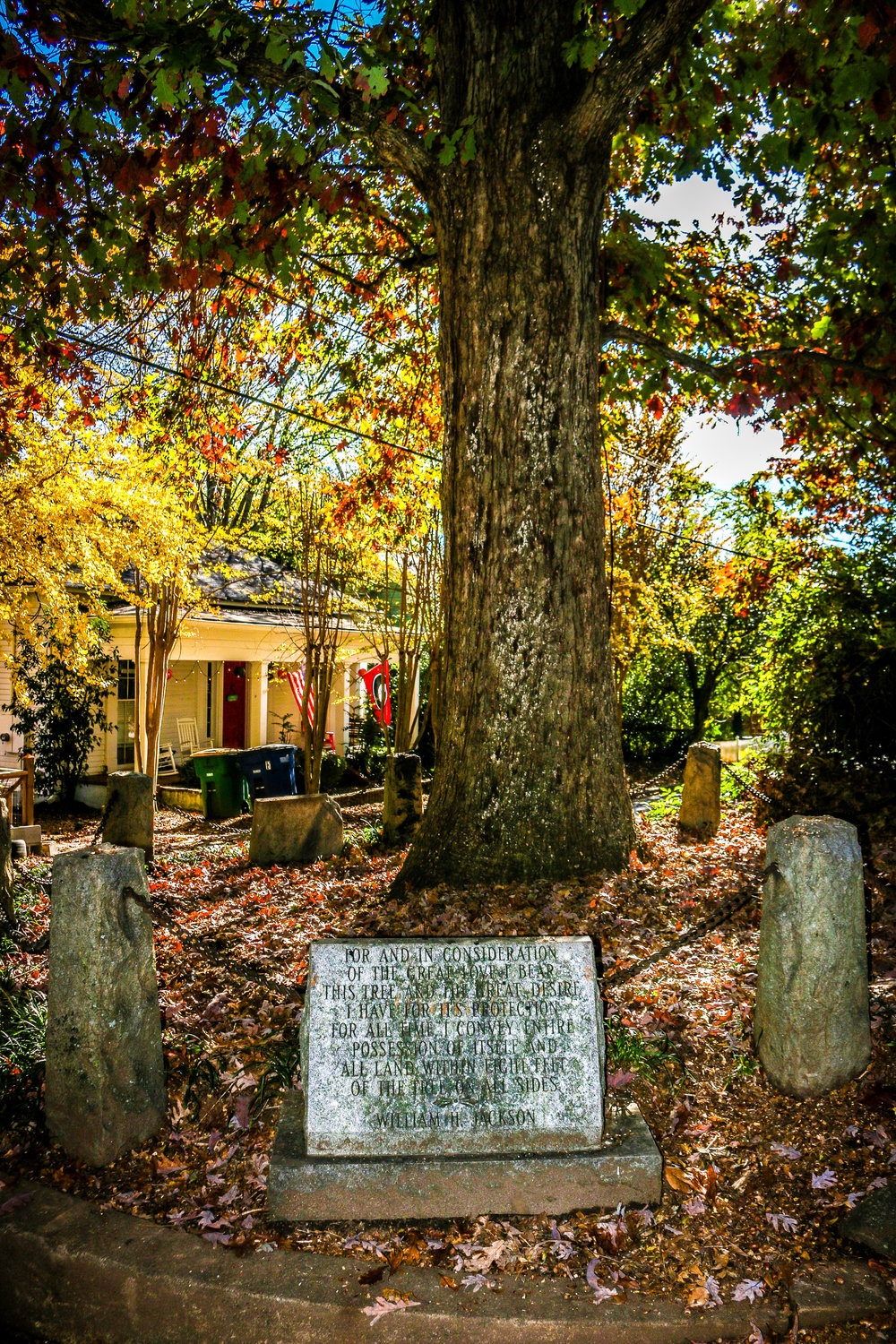 cây cổ thụ ảnh 6 cay co thu anh 6