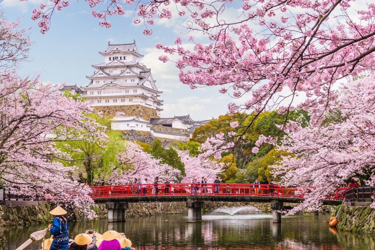 Hoa anh dao bung no khap Tokyo hinh anh