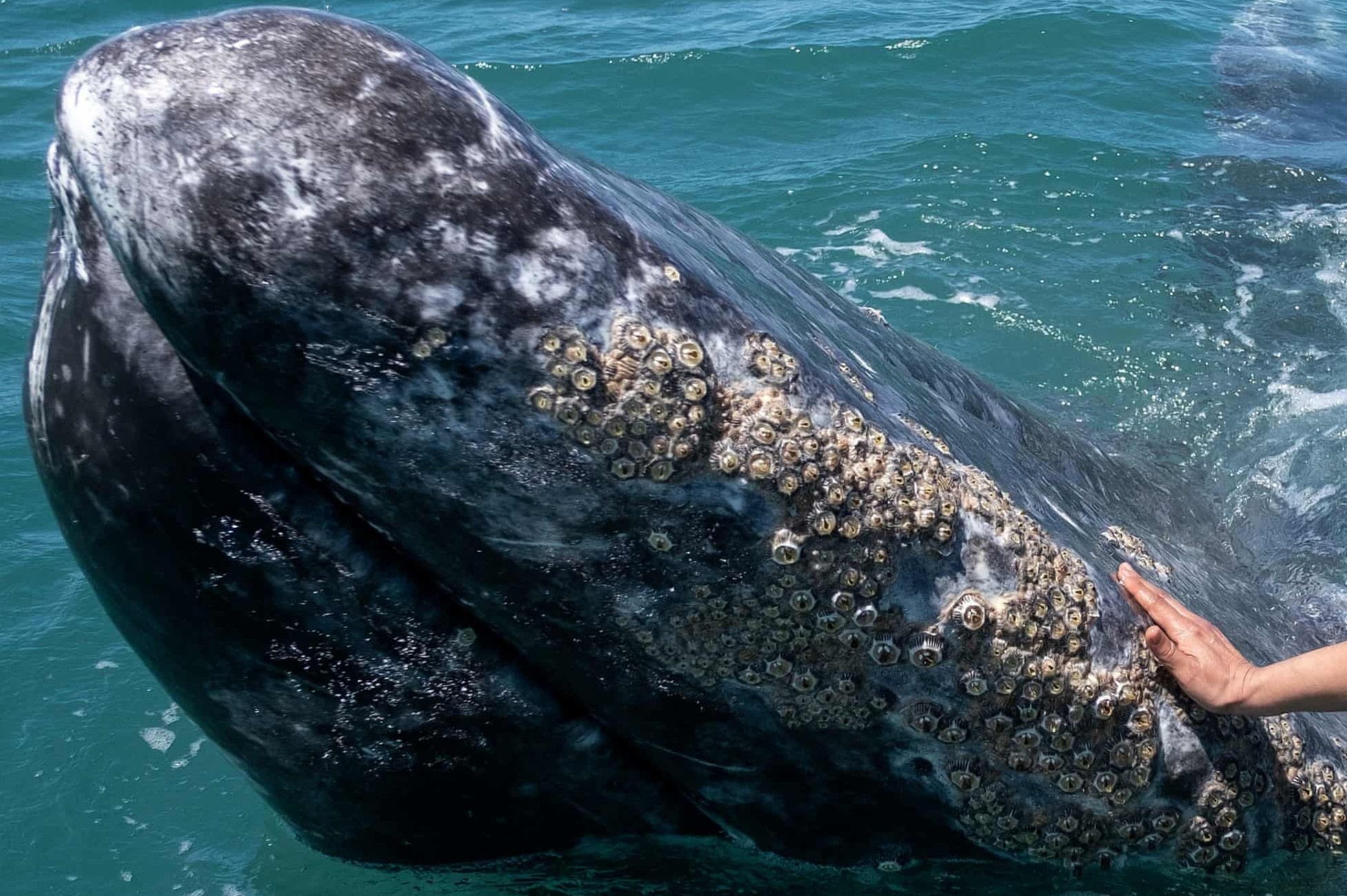 Ca voi xam quy hiem do ve vung bien am sinh san hinh anh