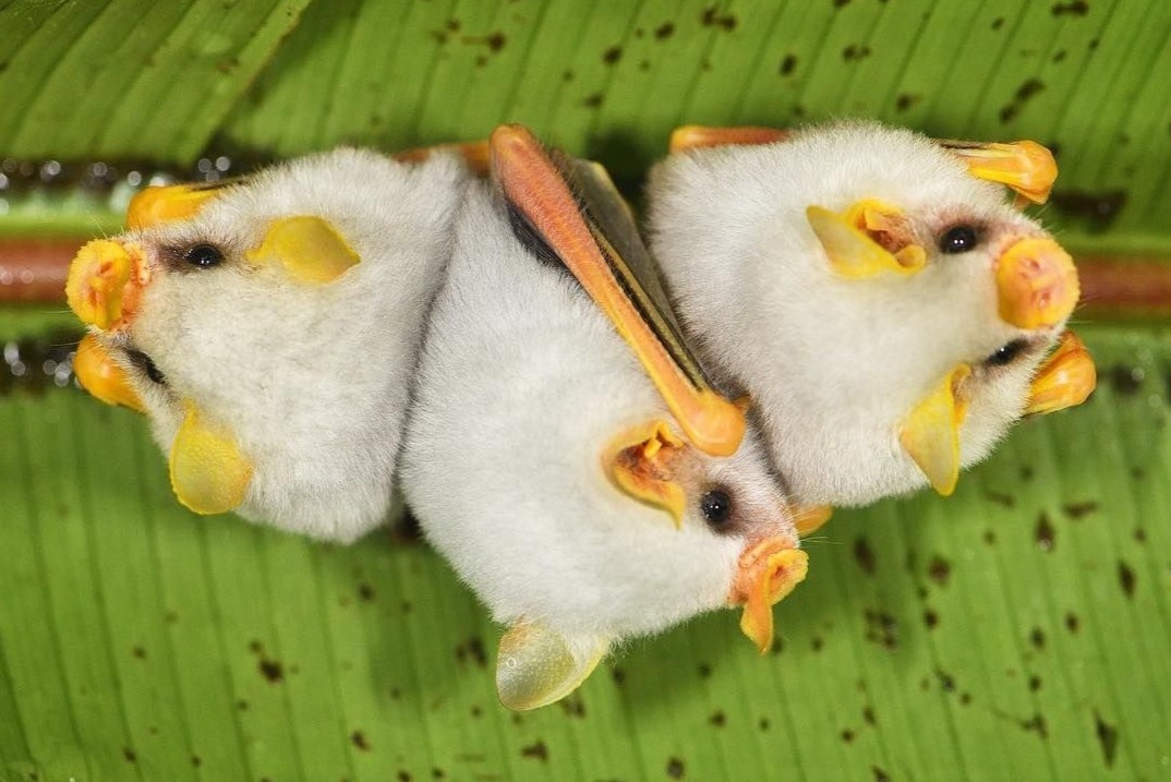 Loai doi trang nhu cuc bong hinh anh