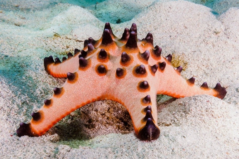 7 loai sao bien dep tren the gioi hinh anh