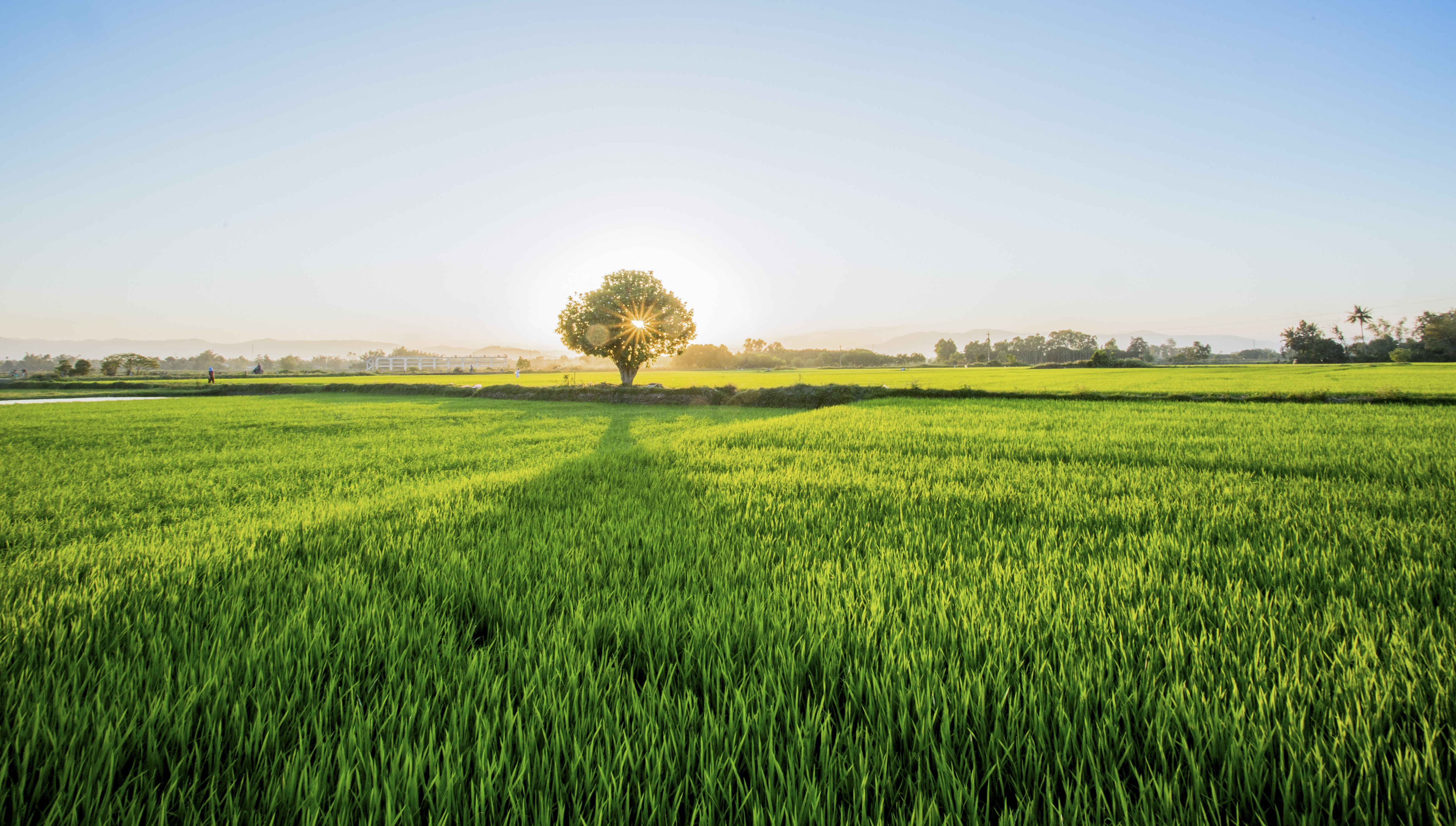 du lich quang ngai anh 13