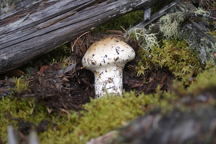 Nam tung nhung quy hiem chi moc duy nhat o Nhat Ban? hinh anh