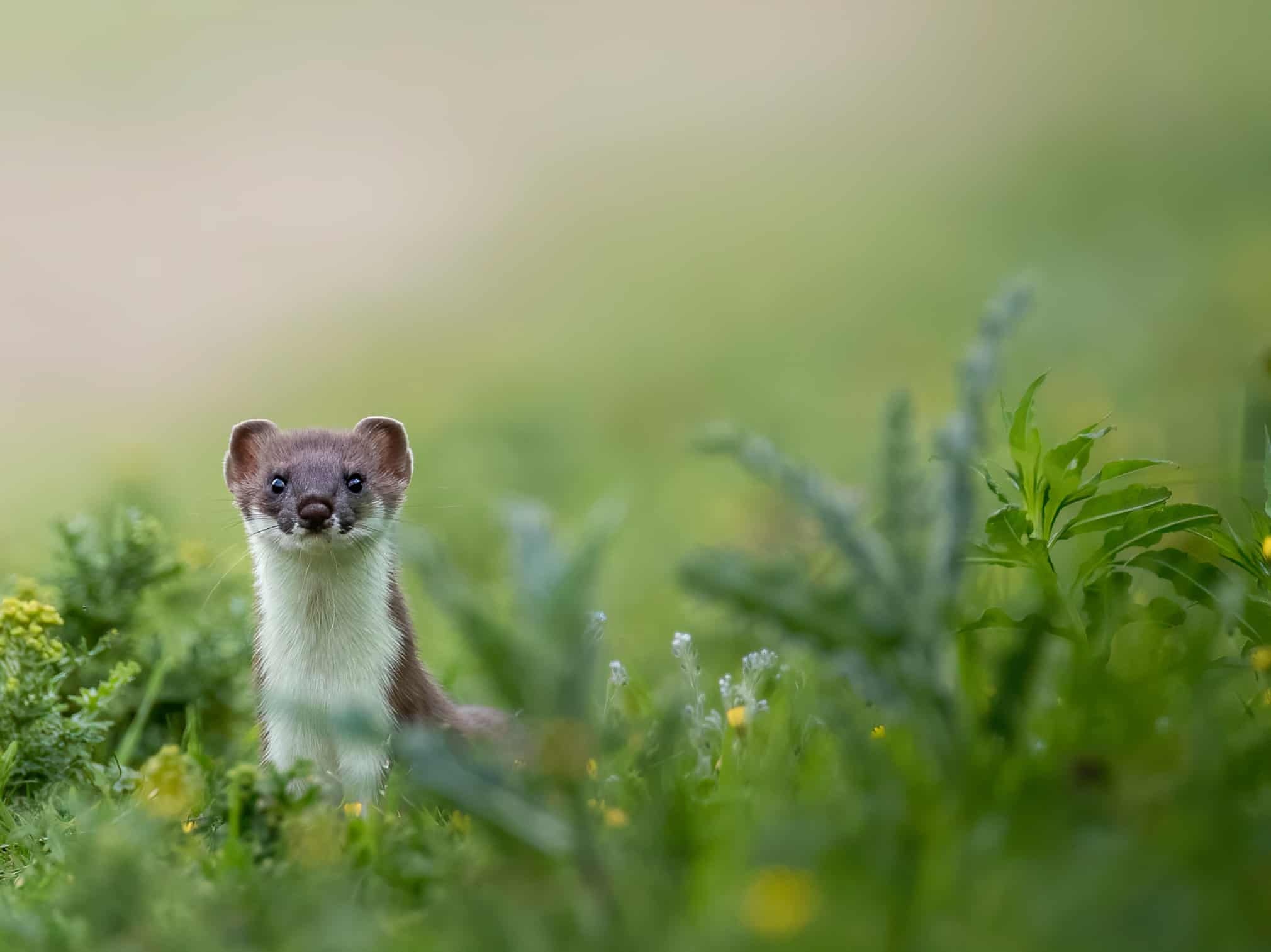anh dong vat hoang da anh 7