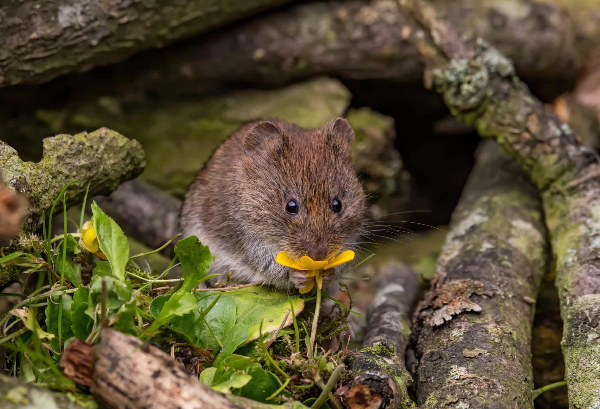 anh dong vat hoang da anh 8