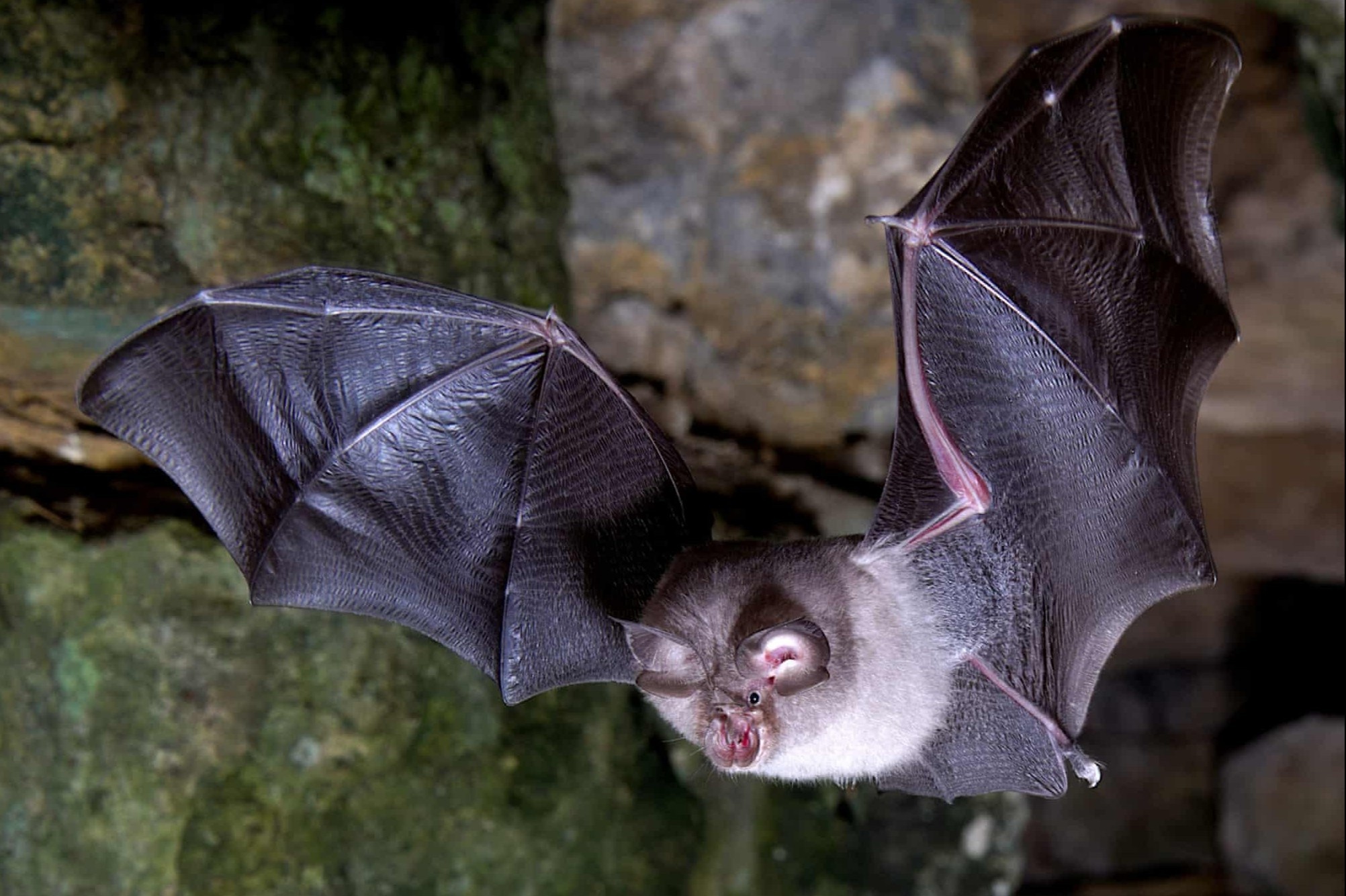 Canh doi bay thang giai anh dong vat co vu dep nhat nam 2021 hinh anh