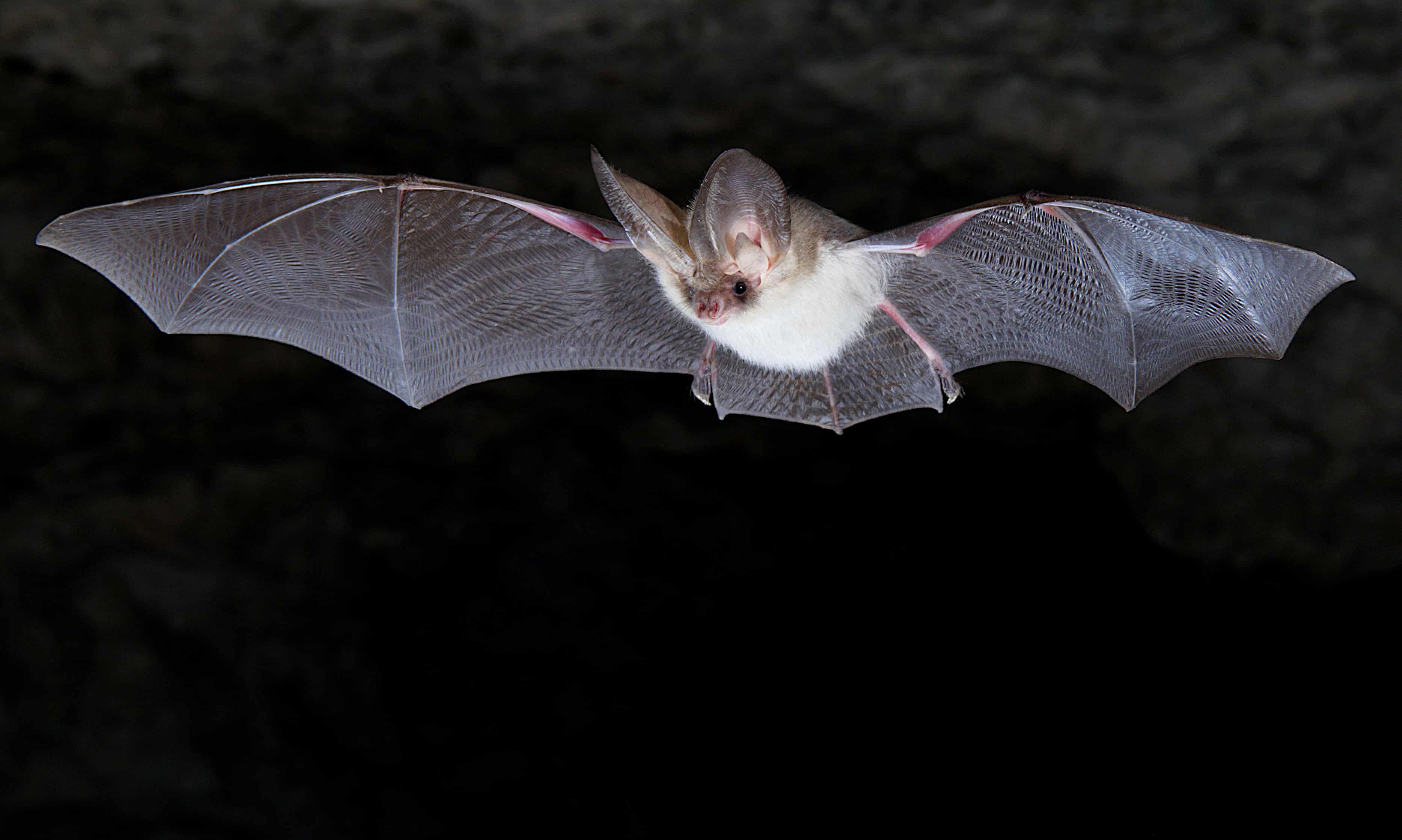 anh dong vat hoang da anh 1