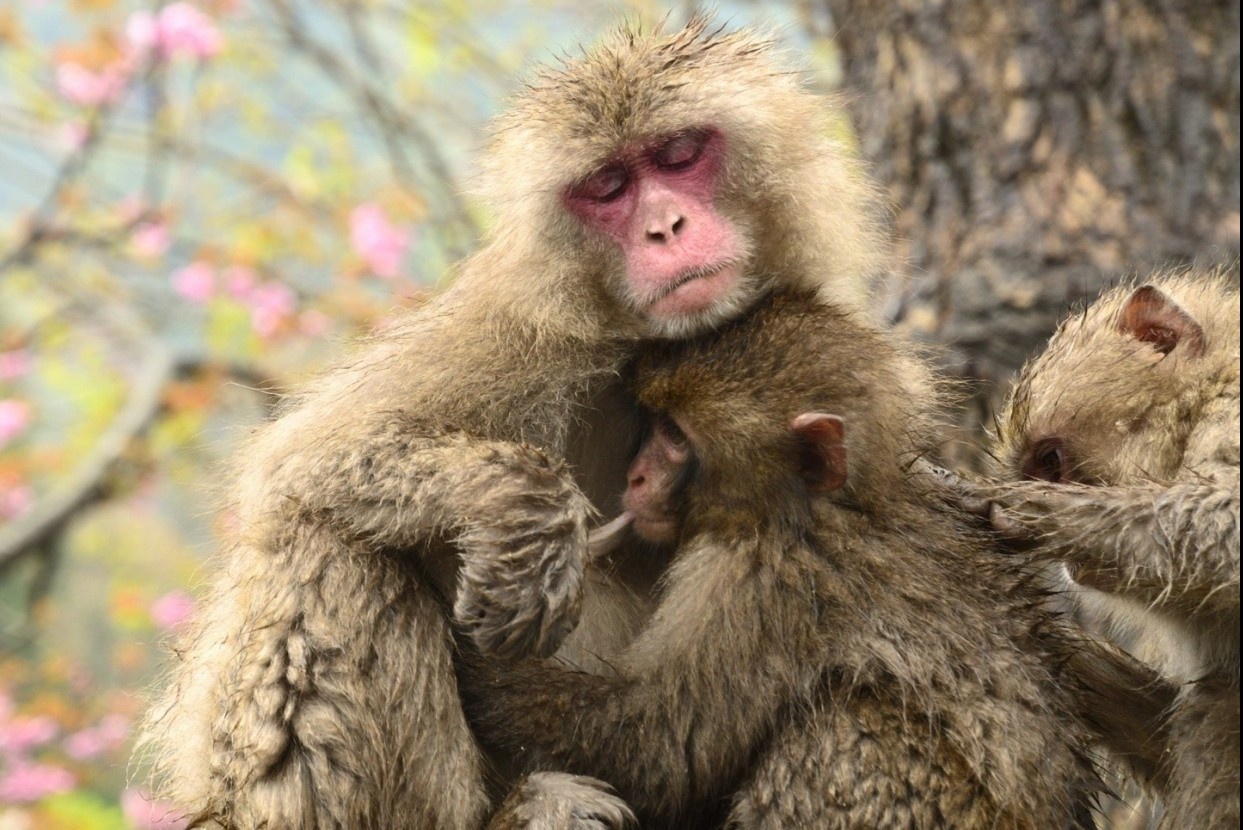 Nui khi o Nhat Ban hinh anh