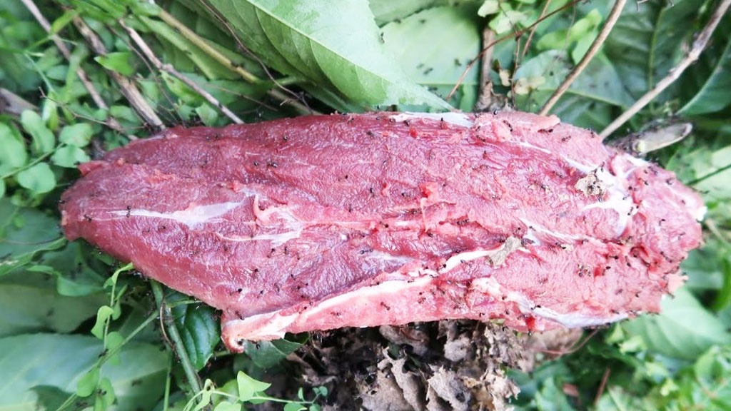 bo tai kien dot anh 2