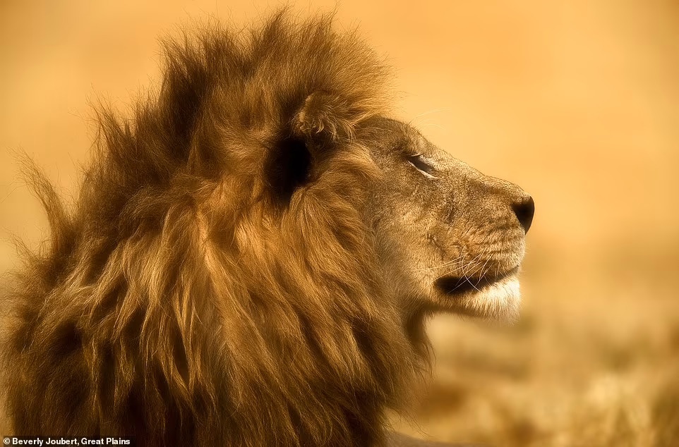 dong vat hoang da anh 8