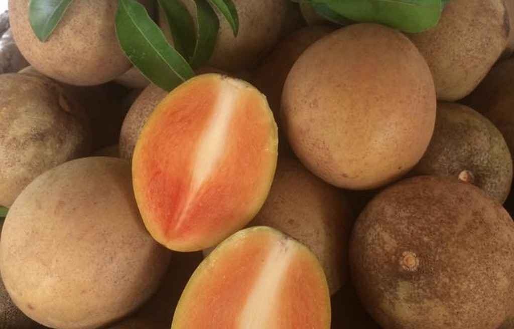 quả mận hà nội ảnh 3 qua man ha noi anh 3