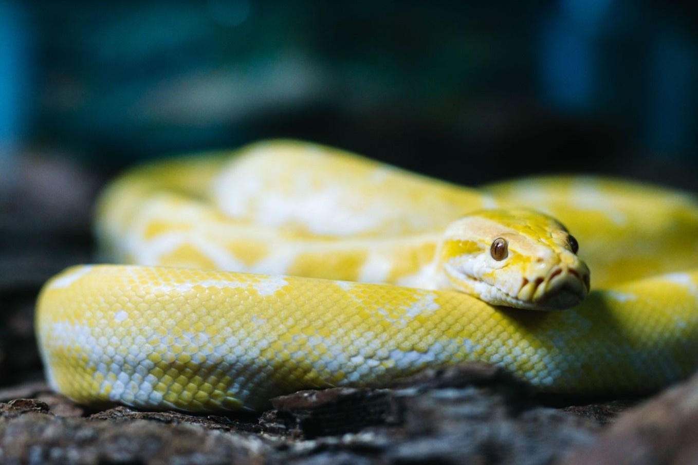 Nguoi nuoi ran bi chi trich la doc ac hinh anh