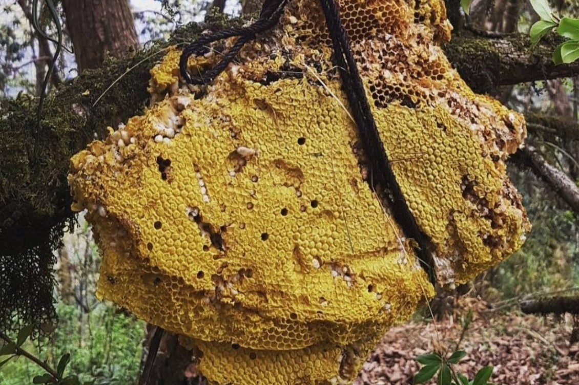 Mat ong gay ao giac cua day Himalaya hinh anh