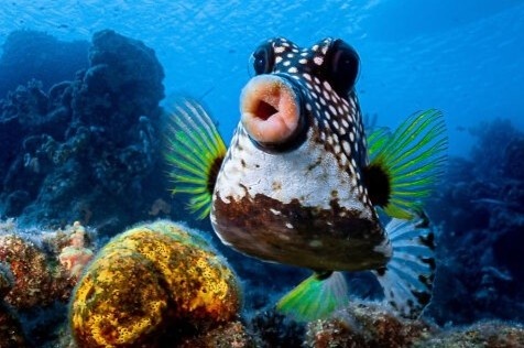 Ca moi day lot top anh dong vat hai huoc nam 2021 hinh anh