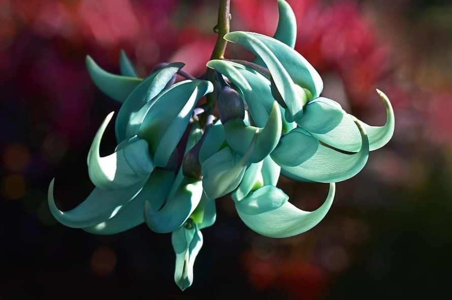 Loai hoa xanh hiem bac nhat the gioi hinh anh