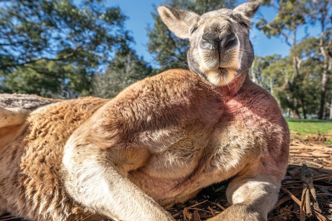 5 quoc gia an thit chinh con vat bieu tuong hinh anh