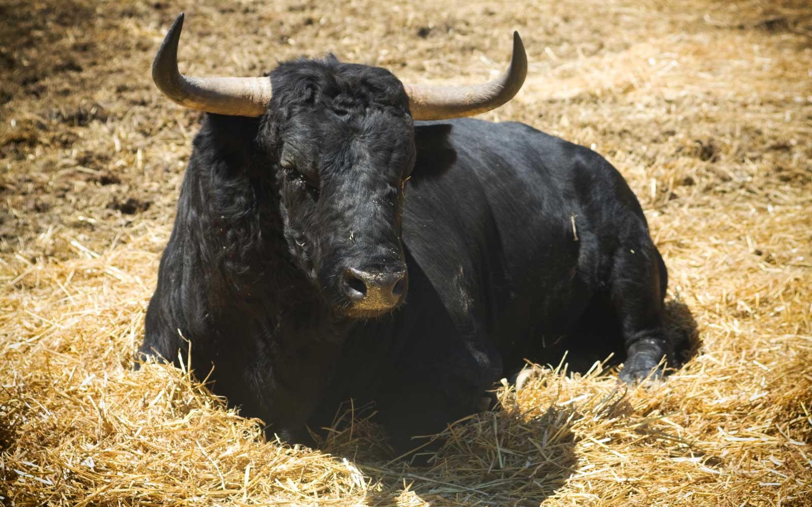 bieu tuong quoc gia anh 5