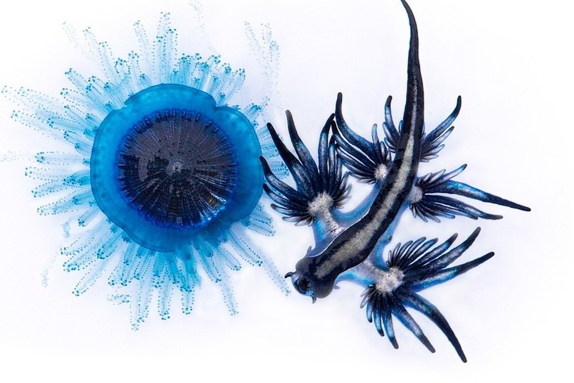 Rong xanh duoi nuoc vao top anh dai duong dep nhat the gioi hinh anh