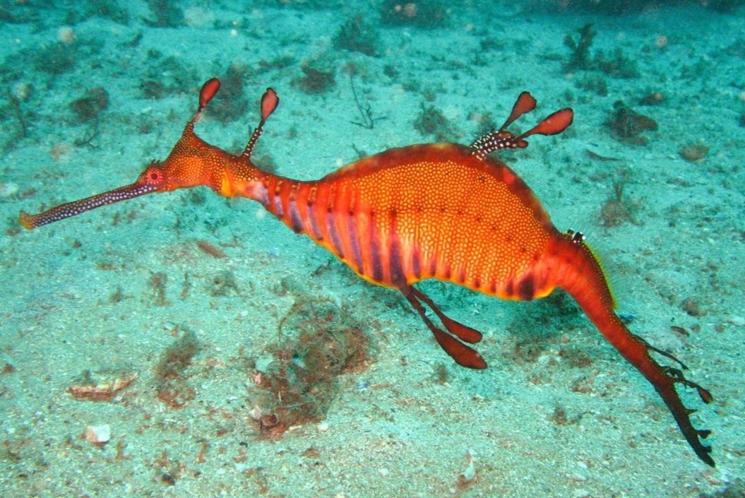 Loai rong bien hiem co o Australia hinh anh