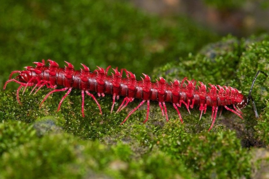 5 loai mang ten rong va noi tim ra chung hinh anh