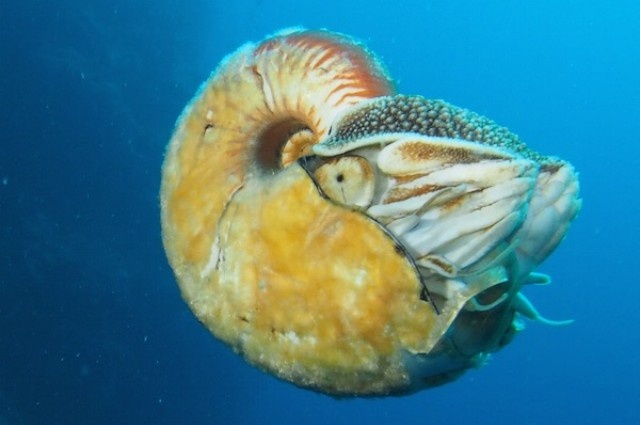 Loai oc bien hiem bac nhat the gioi hinh anh