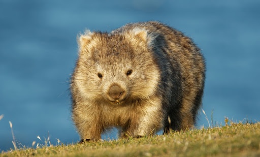 wombat la gi anh 1