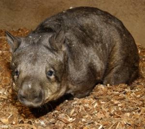 wombat là gì ảnh 8 wombat la gi anh 8