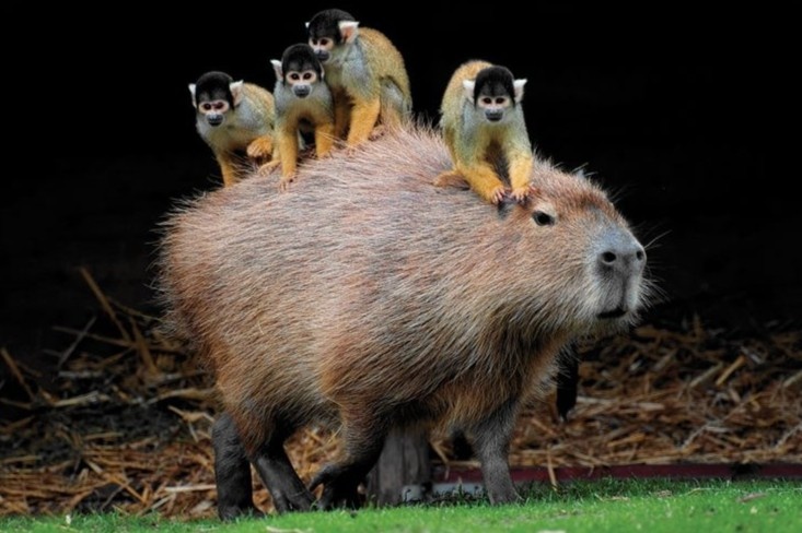 Loai chuot khong lo noi tieng than thien hinh anh