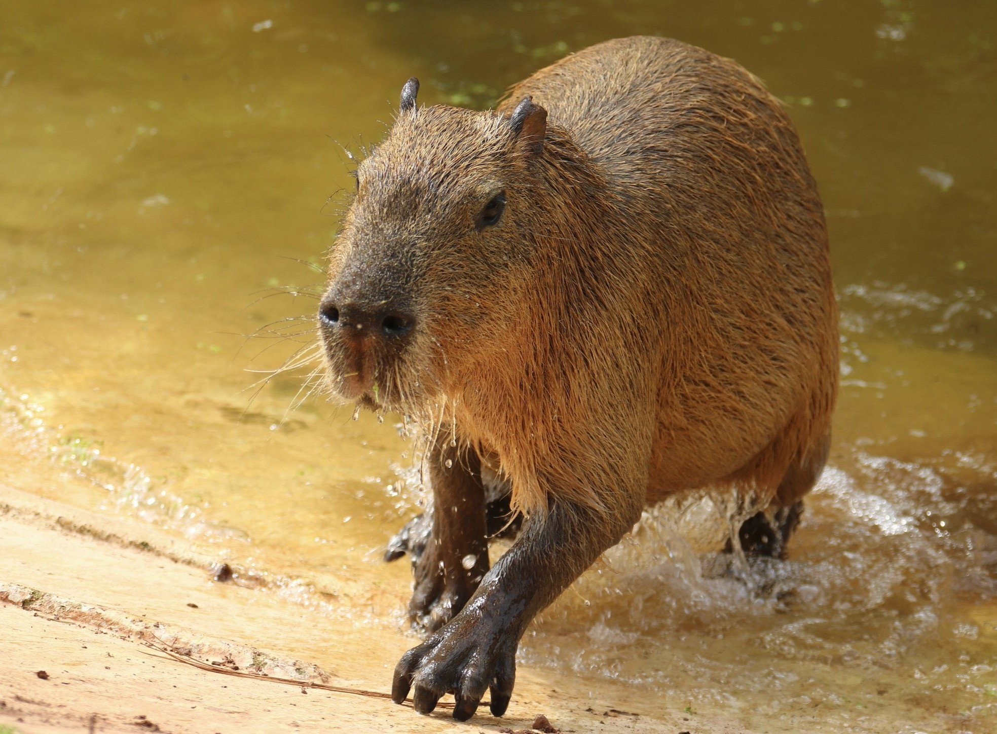 chuột lang nước ảnh 4 chuot lang nuoc anh 4