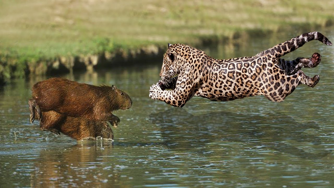 chuột lang nước ảnh 5 chuot lang nuoc anh 5