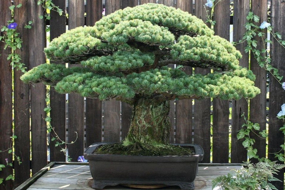 Cay 400 tuoi song qua tham hoa bom nguyen tu hinh anh