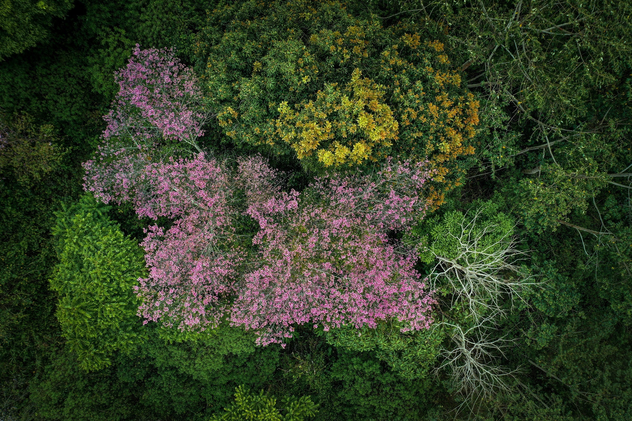 du lich lam dong anh 1