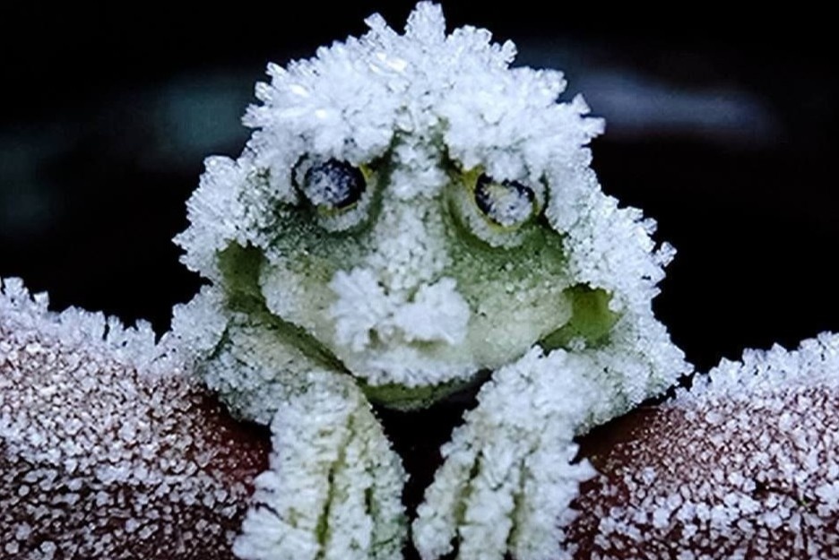 Loai ech My tu dong bang co the hinh anh