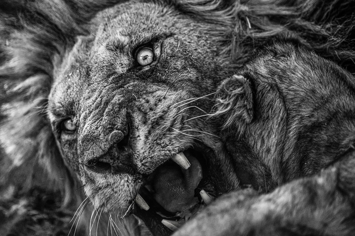 Canh ruoi dau tren mat su tu thang giai nhiep anh chau Phi hinh anh