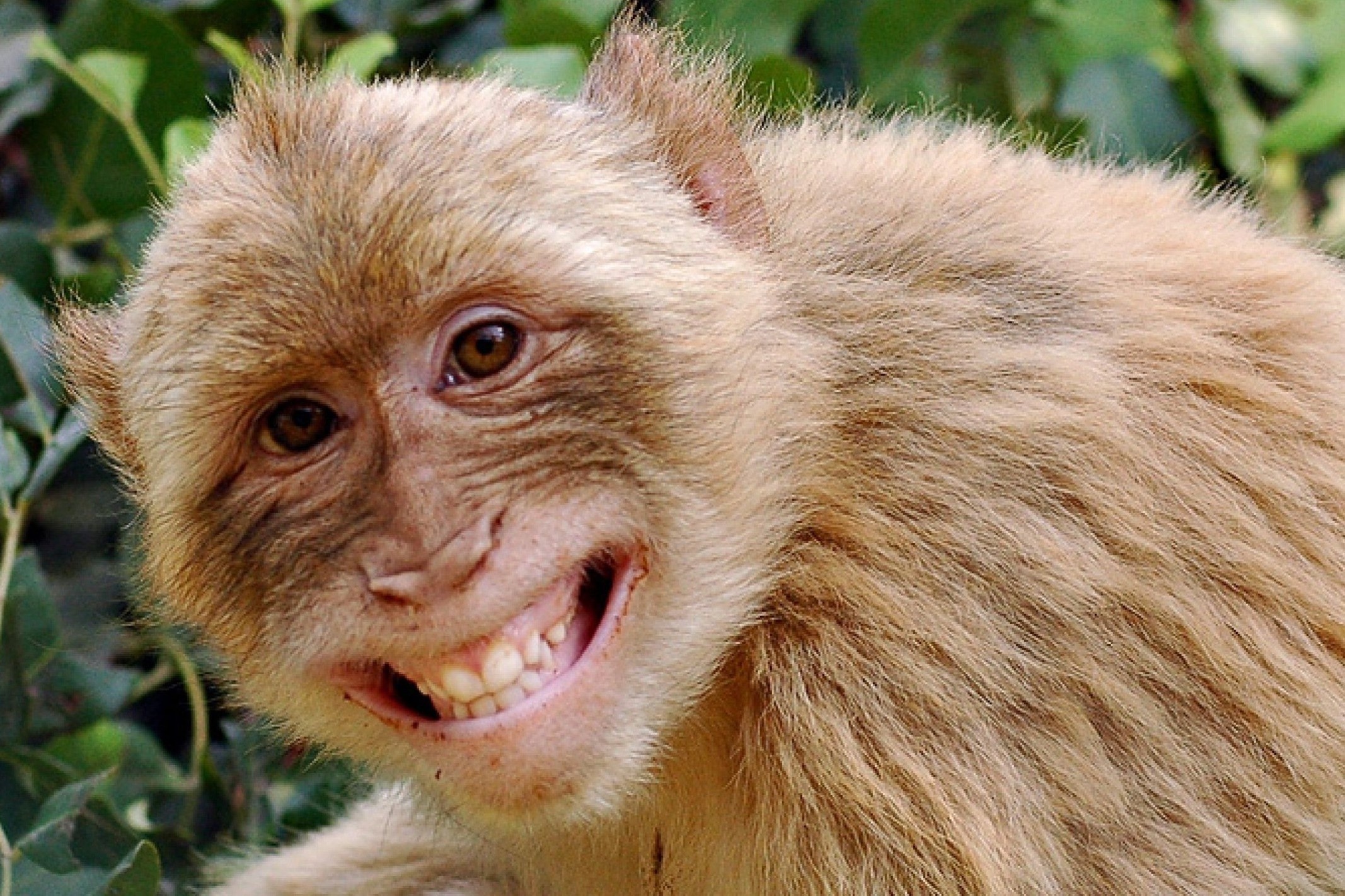 Du khach mang khi vi bi cuop tra sua hinh anh