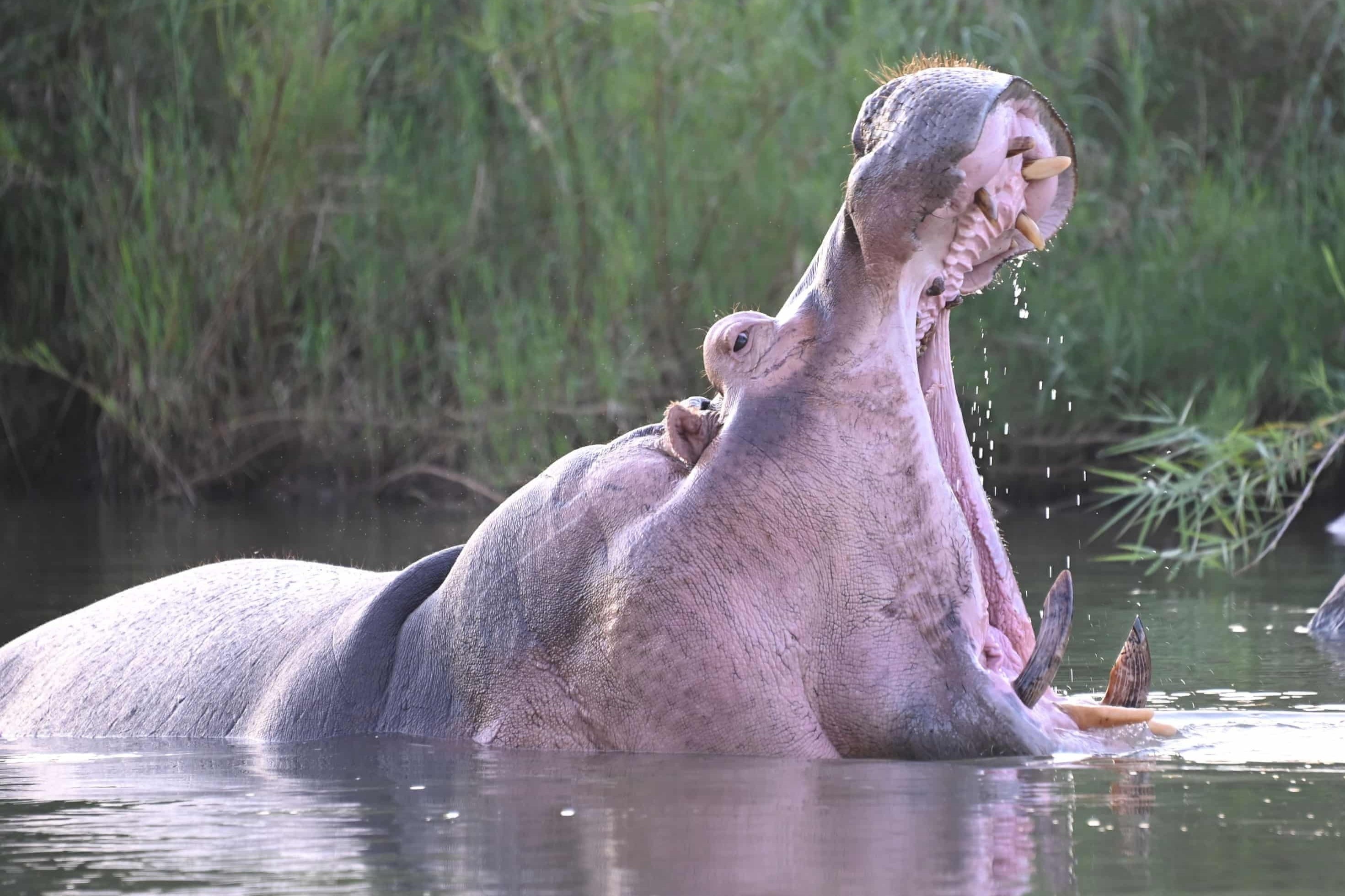 Ha ma ngap vao top anh thien nhien hoang da dep nhat tuan hinh anh