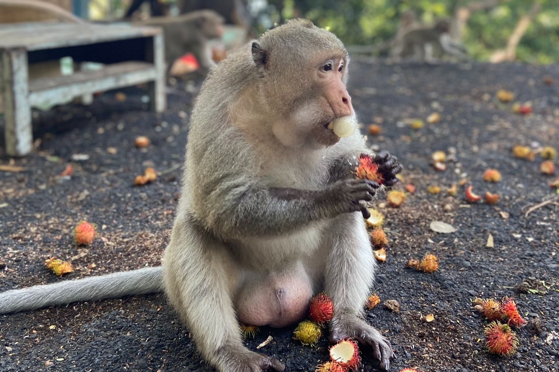 Dan khi xuat hien tren duong pho Vung Tau hinh anh