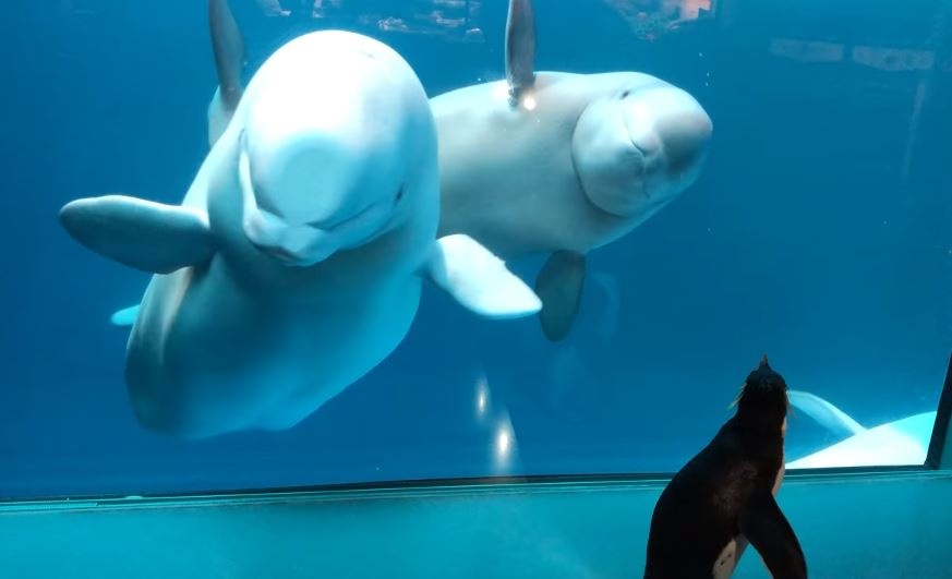 khi o vung tau anh 10