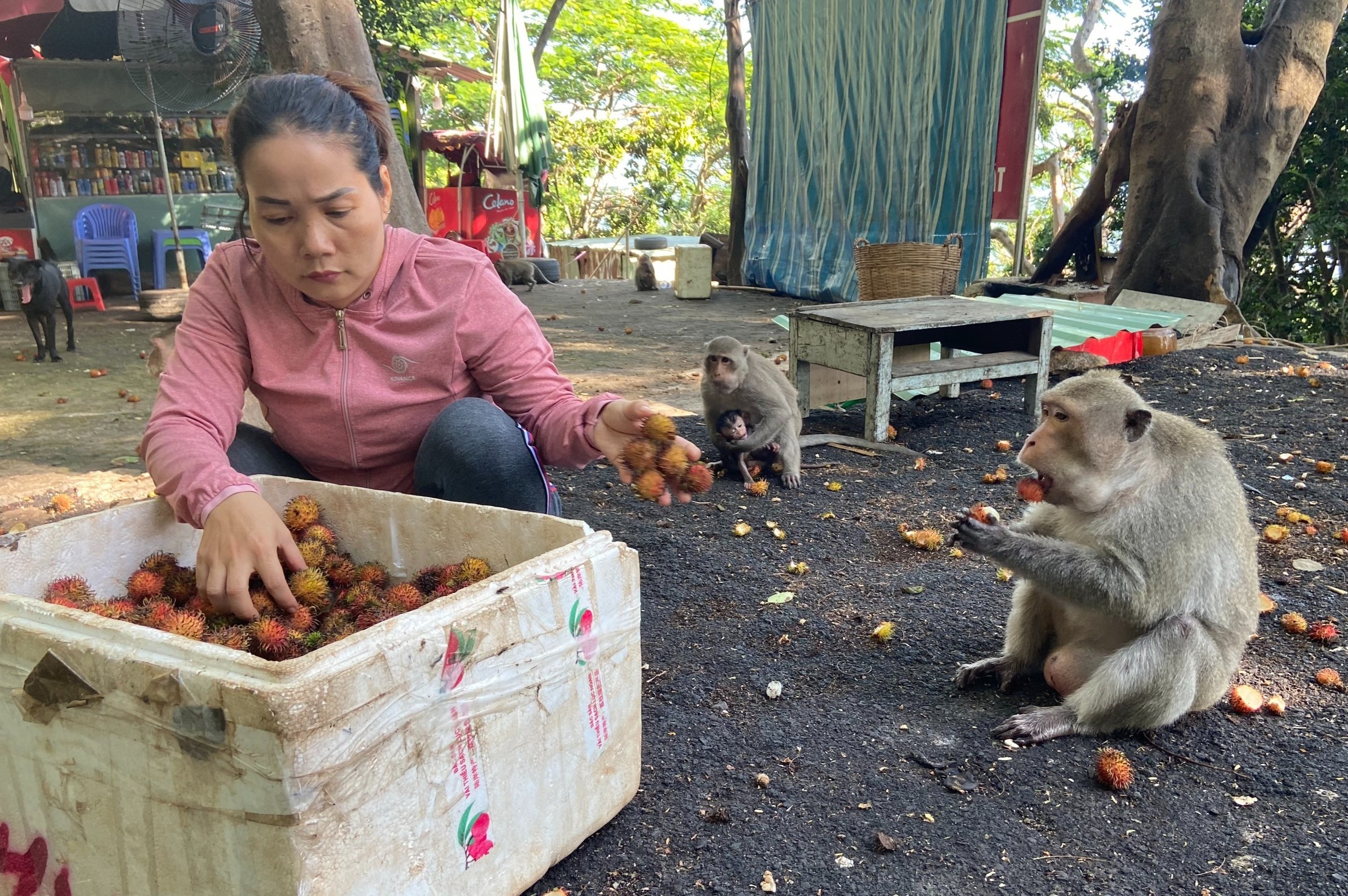 khỉ ở vũng tàu ảnh 1 khi o vung tau anh 1